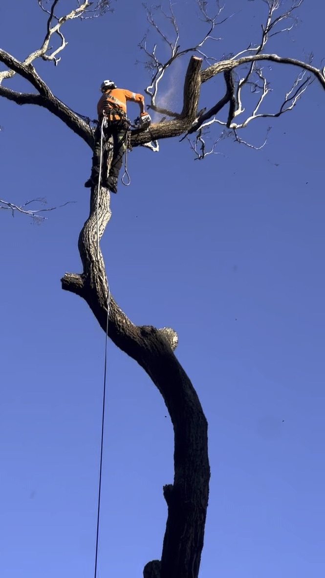 Tree Services Sydney EcoArbor Tree Care